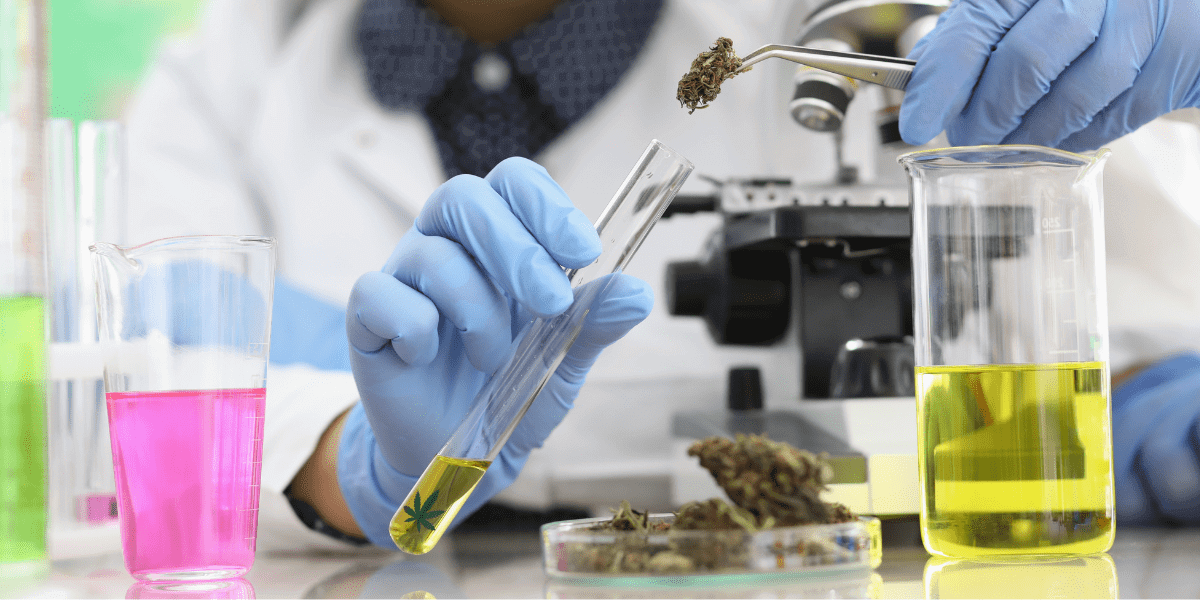 medical cannabis research